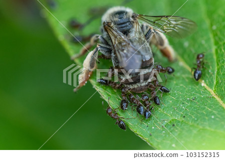 Ants swarming on dead bees 103152315