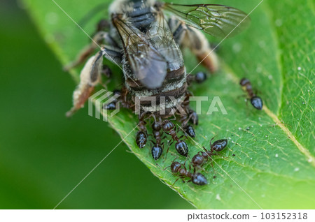 螞蟻蜂擁而至死去的蜜蜂 螞蟻蜂擁而至死去的蜜蜂 103152318