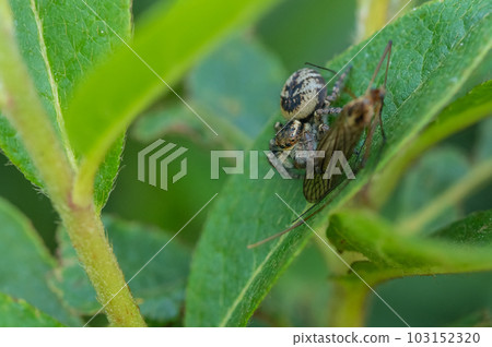 Jumping spider (cat fly bird) preying on craneflies 103152320
