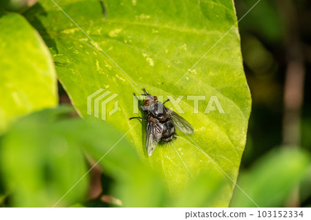 Togari Hari fly 103152334