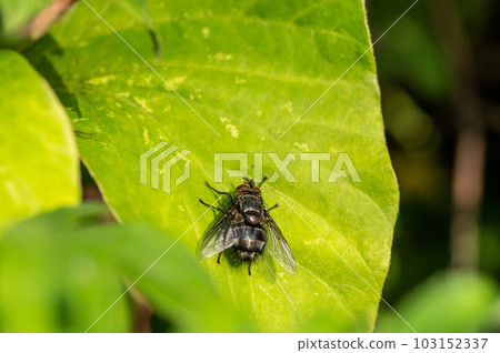 Togari Hari fly 103152337