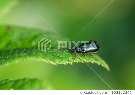 草地上的雄鹿甲蟲 103152345