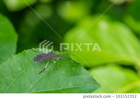 Kibara helicopter bug 103152352