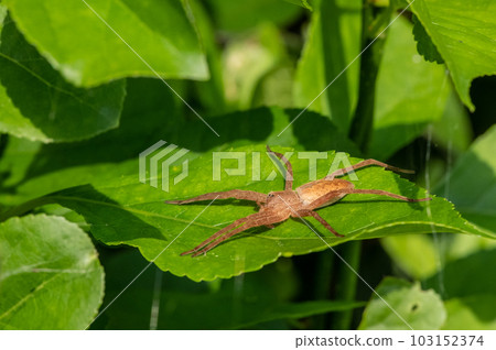 Ilo-billed spider Ilo-billed spider 103152374