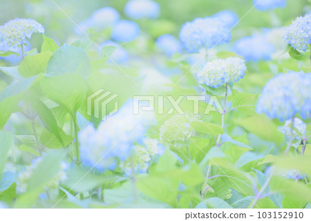 彩色保濕繡球花 103152910