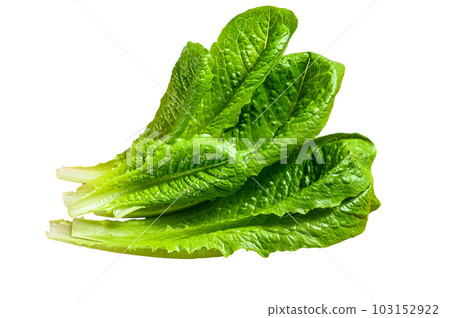 Romaine lettuce salad on a cutting board. Isolated on white background. Romaine lettuce salad on a cutting board. Isolated on white background. 103152922