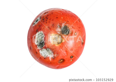 decayed rotten tomato. Isolated on white background. decayed rotten tomato. Isolated on white background. 103152929