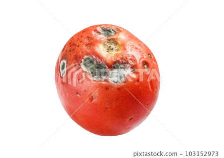 decayed rotten tomato. Isolated on white background. decayed rotten tomato. Isolated on white background. 103152973