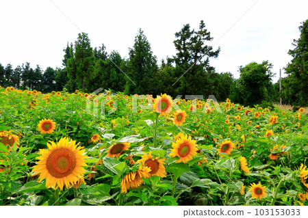 It is a summer landscape of a sunflower field with beautiful and pretty sunflower flowers in full bloom. It is a summer landscape of a sunflower field with beautiful and pretty sunflower flowers in full bloom. 103153033