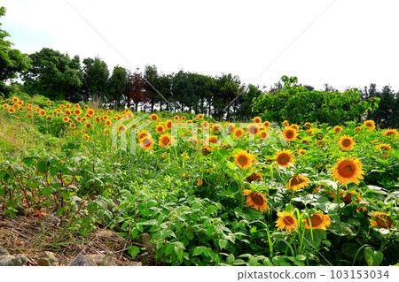 It is a summer landscape of a sunflower field with beautiful and pretty sunflower flowers in full bloom. It is a summer landscape of a sunflower field with beautiful and pretty sunflower flowers in full bloom. 103153034