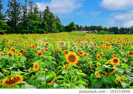 It is a summer landscape of a sunflower field with beautiful and pretty sunflower flowers in full bloom. 103153049