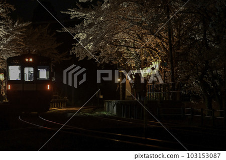 雪隧道和鐵路佐倉站點亮的櫻花盛開 103153087