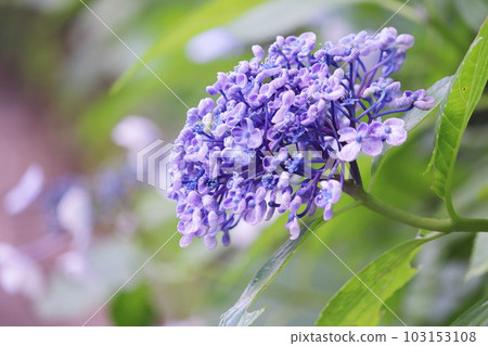 美麗的綠色和繡球花 美麗的綠色和繡球花 103153108
