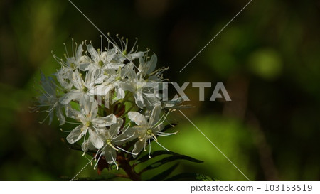 The blossoming Ledum palustre in the solar summer wood The blossoming Ledum palustre in the solar summer wood 103153519