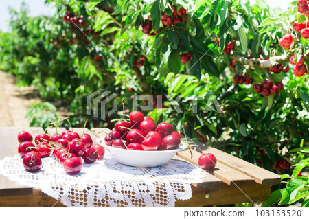ripe juicy cherry berry in a white bowl 103153520