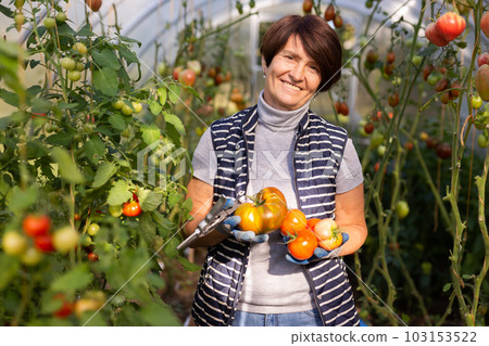 Older woman happily harvesting tomatoes in greenhouse 103153522