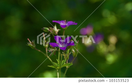 Geranium pratense, wild ultraviolet flowers on forest background 103153523