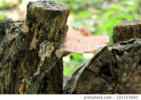 Natural Shiitake Mushroom Natural Shiitake Mushroom 103153660