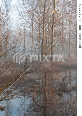 Early morning spring in Belgium Early morning spring in Belgium 103153675