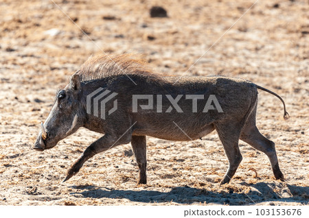 Warthogs in Etosha National Park Warthogs in Etosha National Park 103153676