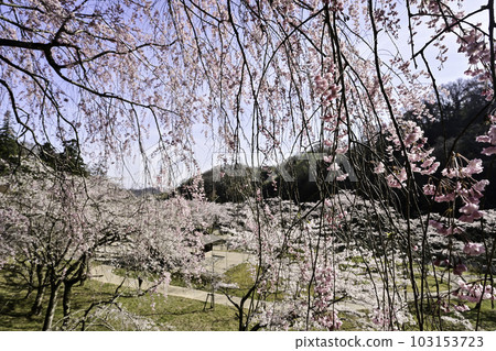 櫻花盛開的歌津山 400 年森林 103153723