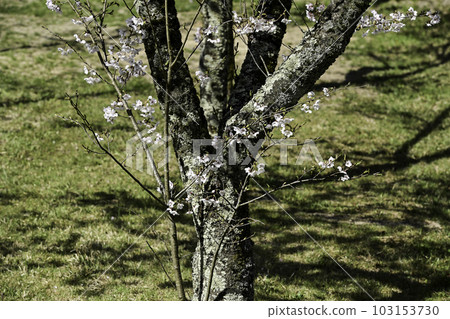 Utatsuyama 400-year forest with cherry blossoms in full bloom 103153730