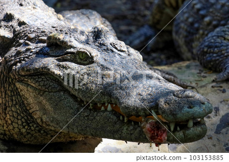 The thai crocodile rest on the garden 103153885