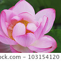 蓮花 103154120