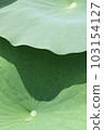 蓮花 103154127