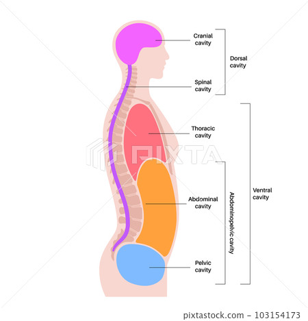 Body cavities poster Body cavities poster 103154173