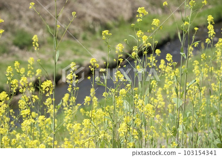 西式芥菜 西式芥菜 103154341