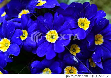 nice contrast between blue and yellow nice contrast between blue and yellow 103154357