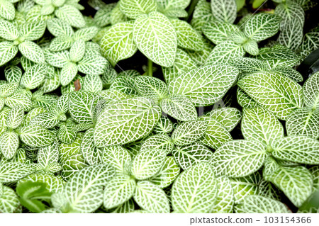 Fitnia leaves Fitnia leaves 103154366