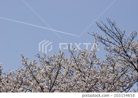 Cherry blossom trees in full bloom and contrails Cherry blossom trees in full bloom and contrails 103154658