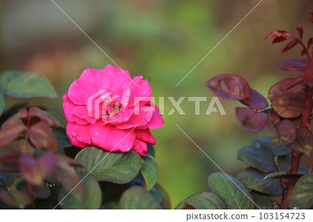 Arao City Ominous Citizen Flower Bed Rose Flower, Arao City Ominous Citizen Flower Bed Rose Flower, 103154723