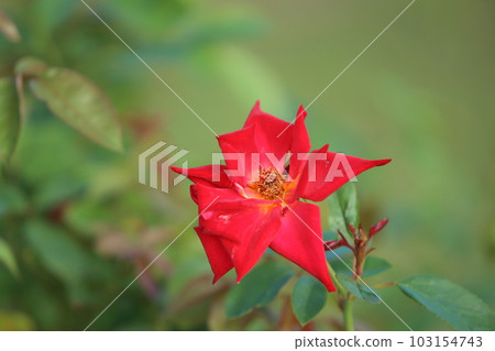 Arao City Ominous Citizen Flower Bed Rose Flower, Arao City Ominous Citizen Flower Bed Rose Flower, 103154743