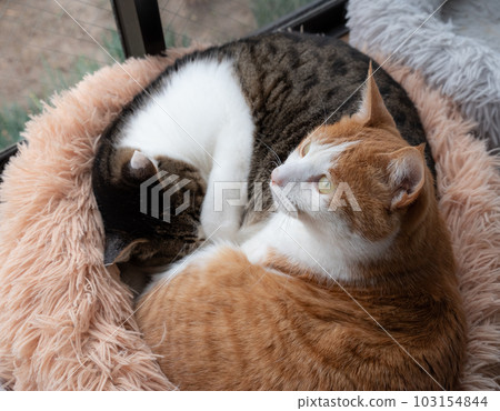 兩隻貓在窗邊放鬆 103154844