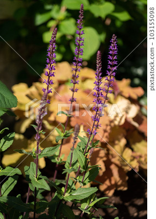 Purple Salvia Nemorosa 'Caradonna' Blooming in the Garden [Spring] [Early Summer] 103155098