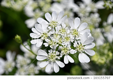 Orlea · White Race 103155707