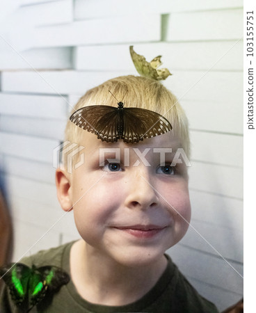 Emerald swallowtail butterfly and papilio polytes sit on a child face. The blond boy looks into the frame in surprise. Tropical harmless insects. Emerald swallowtail butterfly and papilio polytes sit on a child face. The blond boy looks into the frame in surprise. Tropical harmless insects. 103155751