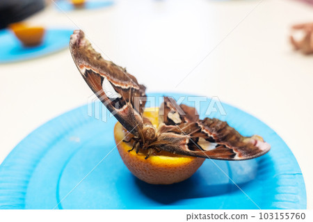 Peacock-eye attacus atlas eats an orange. The girl is holding a fruit on which a tropical lepidoptera sits. beautiful butterflies Peacock-eye attacus atlas eats an orange. The girl is holding a fruit on which a tropical lepidoptera sits. beautiful butterflies 103155760