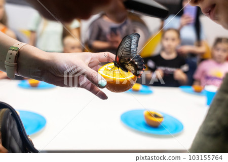 Butterfly Papilio lowi eats an orange. The girl is holding a fruit on which a tropical lepidoptera sits. beautiful butterflies Butterfly Papilio lowi eats an orange. The girl is holding a fruit on which a tropical lepidoptera sits. beautiful butterflies 103155764
