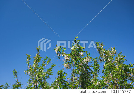 藍天和假洋槐花 103155777
