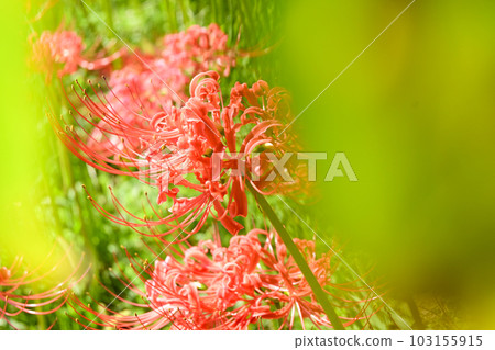 red spider lily 103155915