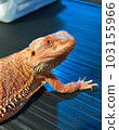 Bearded lizard staring at you on a table 103155966