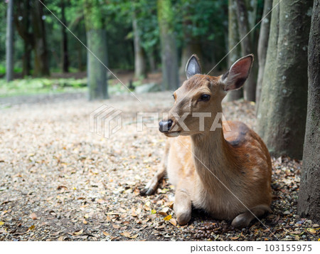 If you want to take a break, deer in the park If you want to take a break, deer in the park 103155975
