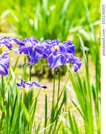 Refreshing scenery of early summer, colorful and gorgeous Japanese irises beginning to bloom 103156005
