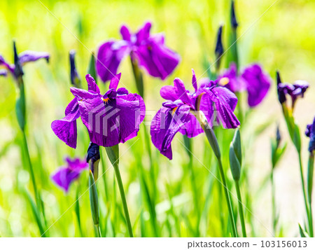 Refreshing scenery of early summer, colorful and gorgeous Japanese irises beginning to bloom Refreshing scenery of early summer, colorful and gorgeous Japanese irises beginning to bloom 103156013