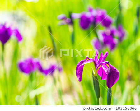 Refreshing scenery of early summer, colorful and gorgeous Japanese irises beginning to bloom Refreshing scenery of early summer, colorful and gorgeous Japanese irises beginning to bloom 103156066