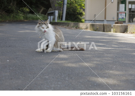 很遠的貓 很遠的貓 103156161
